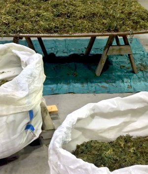 Bulk Bags for the Hemp & Marijuana Industries